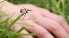 Cum să se ocupe de căpușe în țară